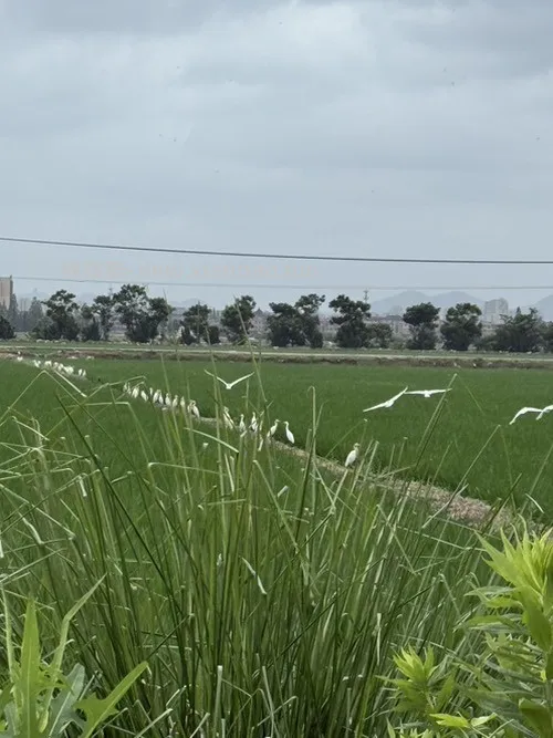 一行白鹭蹲田埂 - 线报酷