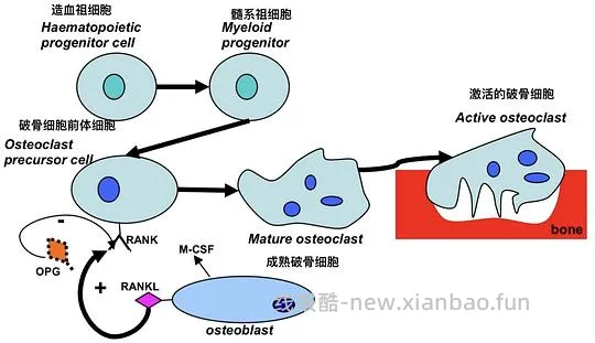 【科普】[养猫笔记05-医疗] 猫牙破齿细胞吸收性损伤（FORL）— 猫第二大常见疾病 - 线报酷