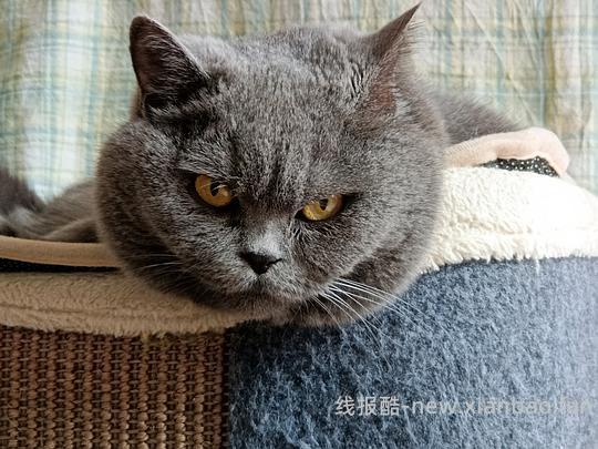 讨论/【科普】猫得了肿瘤怎么办 - 线报酷
