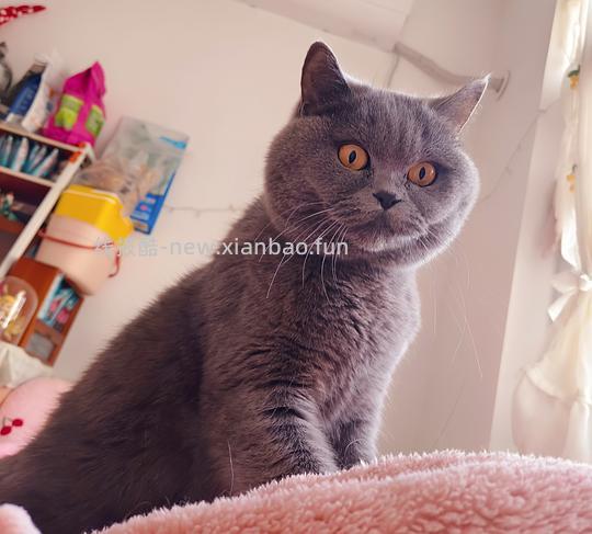 讨论/【科普】猫得了肿瘤怎么办 - 线报酷