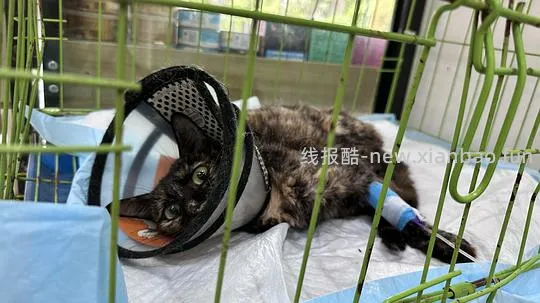 【讨论】流浪猫口炎复发更严重了，做不了手术，用什么药可以控制 - 线报酷