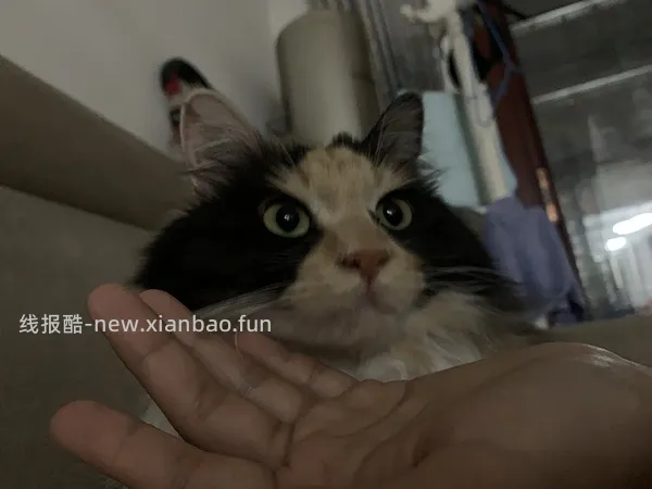 猫妈妈进，朗诺冻干9包136，看号，做不到明天看看 - 线报酷