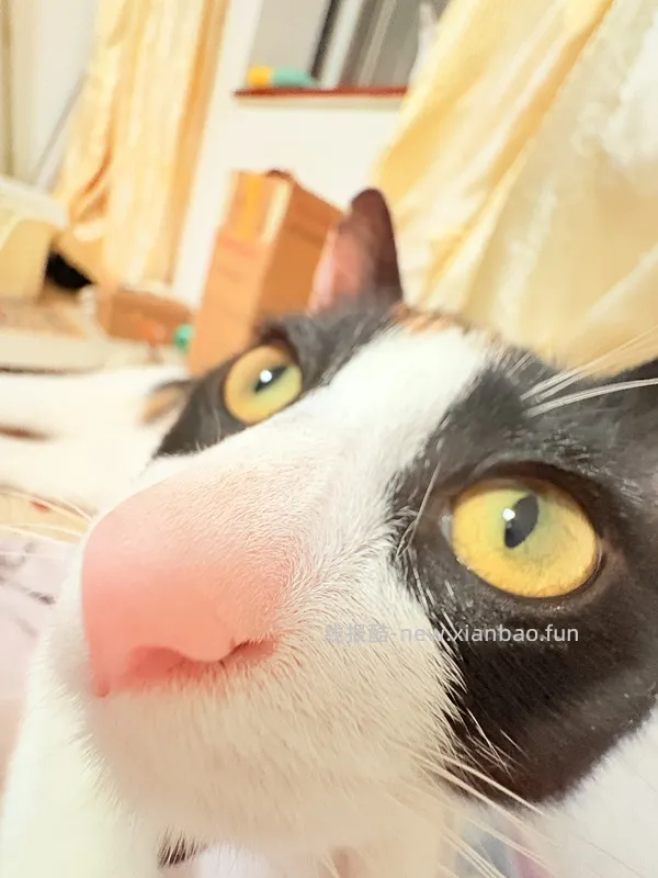 猫妈妈进，朗诺冻干9包136，看号，做不到明天看看 - 线报酷