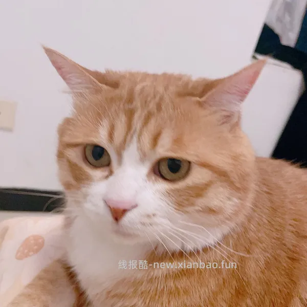 猫妈妈进，朗诺冻干9包136，看号，做不到明天看看 - 线报酷
