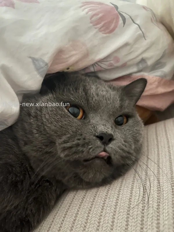 猫妈妈进，朗诺冻干9包136，看号，做不到明天看看 - 线报酷