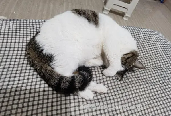 讨论/【科普】猫咪到底需不需要洗澡 - 线报酷