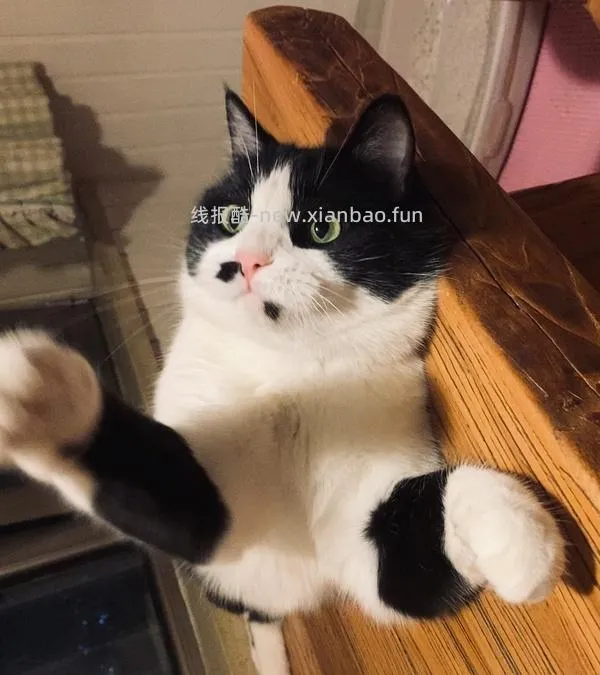 讨论/【科普】猫咪到底需不需要洗澡 - 线报酷