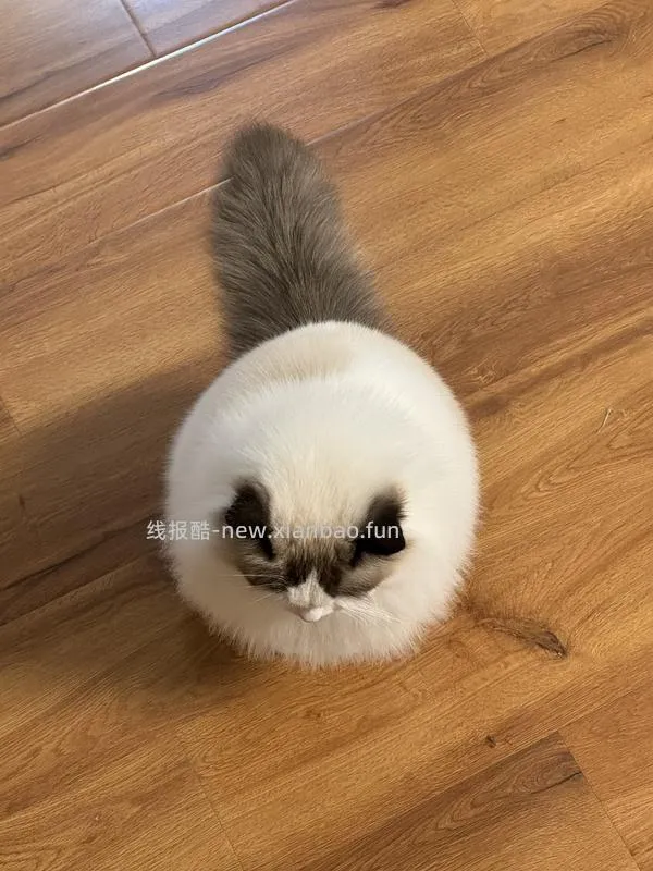 讨论/【科普】猫咪到底需不需要洗澡 - 线报酷
