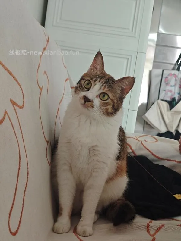 讨论/【科普】猫咪到底需不需要洗澡 - 线报酷