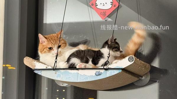 讨论/【科普】猫得了肿瘤怎么办 - 线报酷