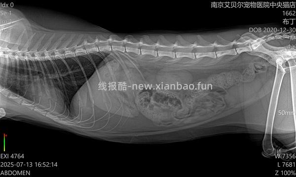 讨论/【科普】猫得了肿瘤怎么办 - 线报酷