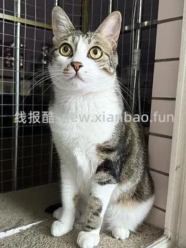 讨论/【科普】猫咪到底需不需要洗澡 - 线报酷