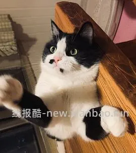 讨论/【科普】猫咪到底需不需要洗澡 - 线报酷