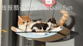 讨论/【科普】猫得了肿瘤怎么办 - 线报酷