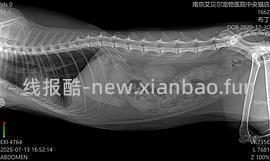 讨论/【科普】猫得了肿瘤怎么办 - 线报酷