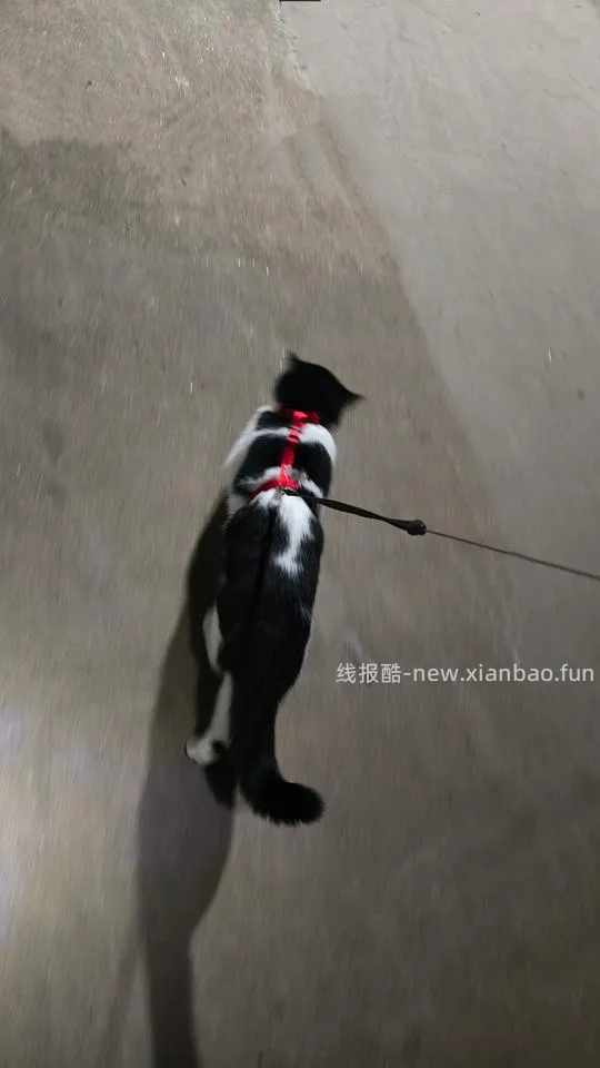 【科普】可调节背长工字胸背手工制作攻略图文版 - 线报酷 【科普】可调节背长工字胸背手工制作攻略图文版 - 线报酷